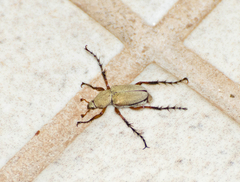 Macrodactylus