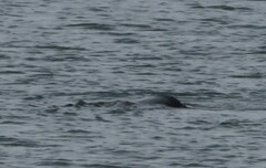 Dermochelys coriacea