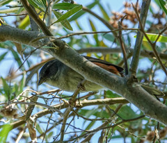 Microspingus cabanisi