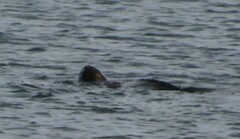 Dermochelys coriacea
