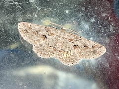 Iridopsis defectaria