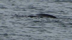 Dermochelys coriacea