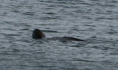 Dermochelys coriacea