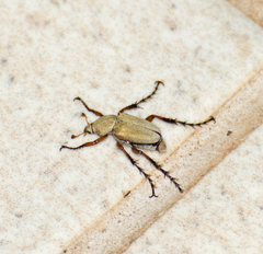 Macrodactylus