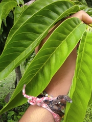 Annona