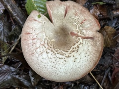 Agaricus hondensis