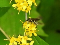Ceropales maculata