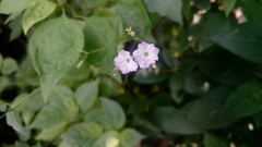 Commicarpus chinensis