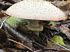 Agaricus hondensis