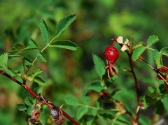 Rosa woodsii gratissima