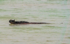 Amblyrhynchus cristatus hassi