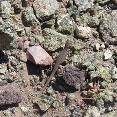 Liolaemus constanzae