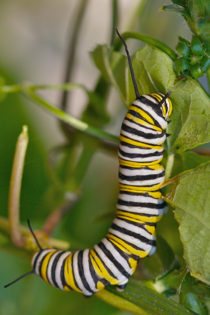 Monarch (Common Caterpillars of Jennings) · iNaturalist