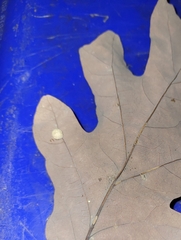 Acraspis pezomachoides