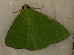 Eulepidotis croceipars