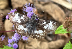 Chiomara georgina