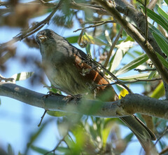 Microspingus cabanisi