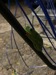 Agalychnis dacnicolor