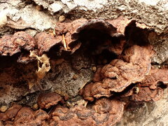 Punctularia strigosozonata