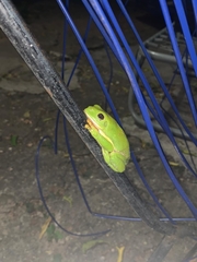 Agalychnis dacnicolor