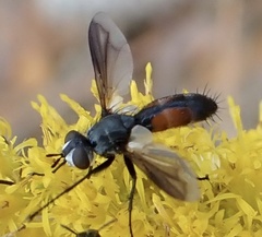 Cylindromyia
