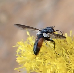 Cylindromyia