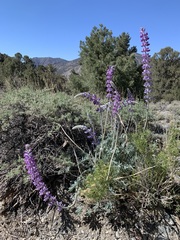 Lupinus magnificus magnificus