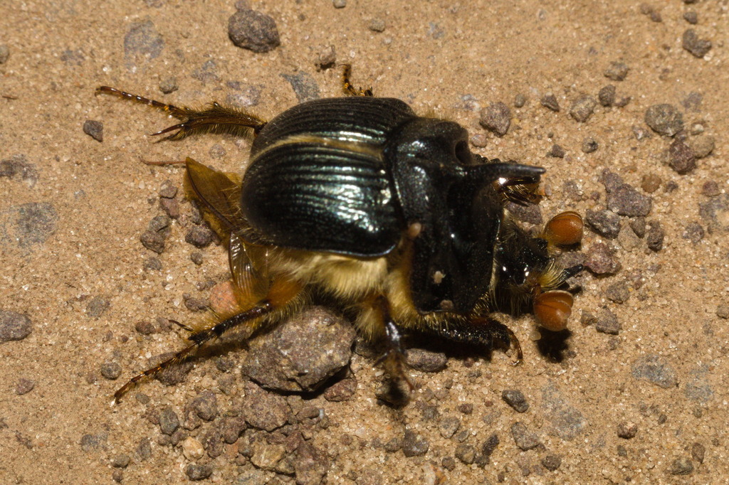 Athyreus chalybeatus
