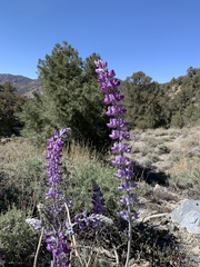 Lupinus magnificus magnificus