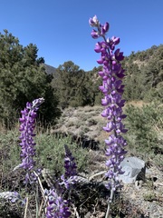 Lupinus magnificus magnificus
