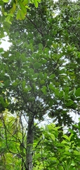 Elingamita johnsonii