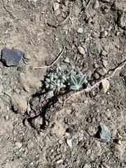 Lupinus magnificus magnificus