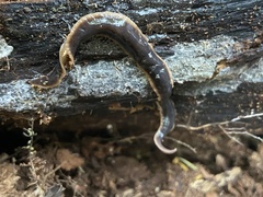 Arthurdendyus triangulatus