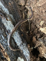 Arthurdendyus triangulatus