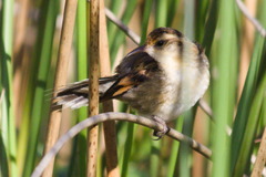 Phleocryptes melanops