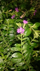 Cuphea hyssopifolia