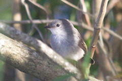 Serpophaga nigricans