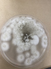Aspergillus niger