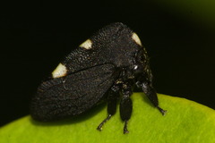 Membracis