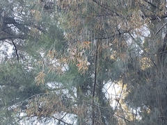 Danaus plexippus