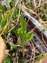 Dendrolycopodium hickeyi