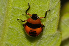 Supputius cincticeps