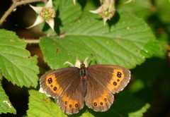 Erebia ligea
