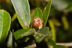 Sebastiania commersoniana