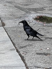 Corvus corax