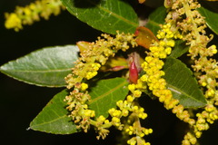 Sebastiania commersoniana