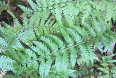 Asplenium bulbiferum