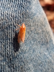 Gyponana gladia
