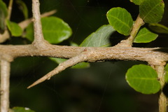 Sebastiania commersoniana