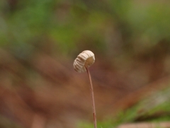 Collybiopsis quercophila